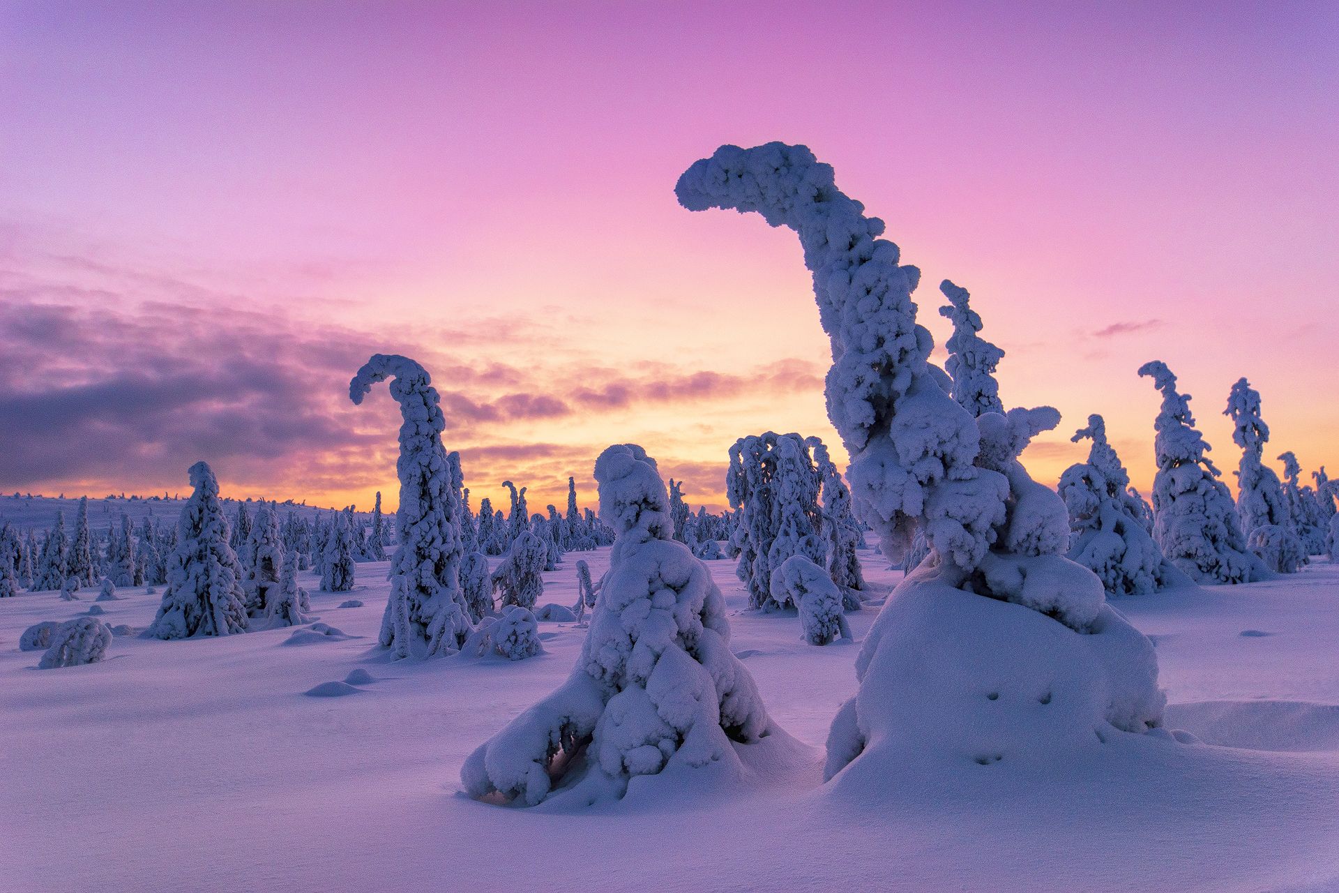 Riisitunturi National Park, Posio, Finnish Lapland, trees, winter landscape, sunset, colorful, earthporn, snow